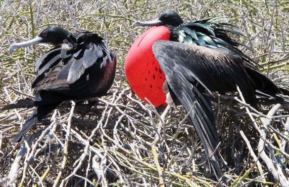 Frigate bird (Fregata minor) mating ritual on North Seymour Island. The male inflates a red pouch at his throat to attract a female. 