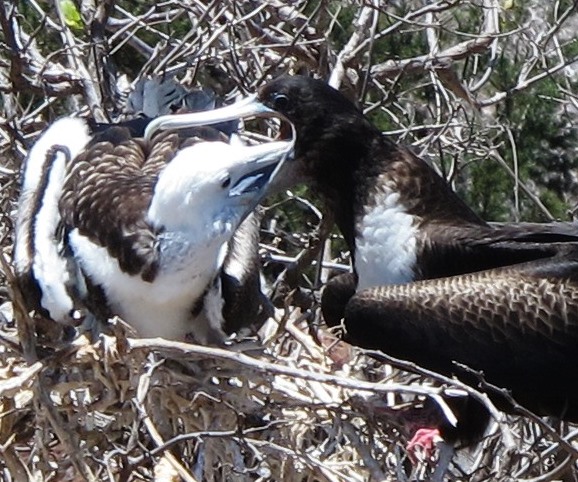 Parents feed their young by regurgitating fish. We watched for several minutes as other frigate birds swooped in, hoping to steal free food, before the mother opened her beak to feed her young.