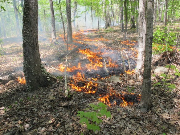 The NC Botanical Garden is using fire at Penny's Bend Nature Preserve to manage a more open forest. 